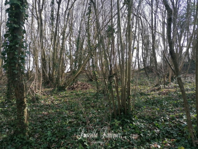 Photos 4 - Foncière - Terrain de loisirs à vendre VILLERS SAINT SEPULCRE (60)