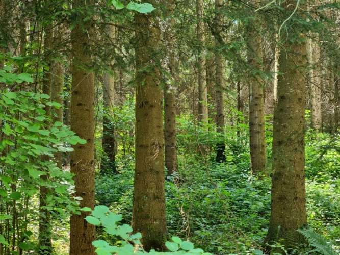 Photos 1 - Forestière - Investissez dans une grange nichée au creux d’une futaie irrégulière de résineux