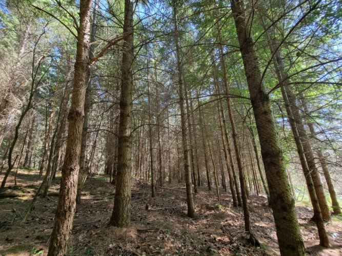 Photos 2 - Forestière - Investissez dans une grange nichée au creux d’une futaie irrégulière de résineux