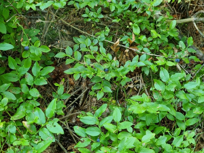 Photos 3 - Forestière - Investissez dans une grange nichée au creux d’une futaie irrégulière de résineux