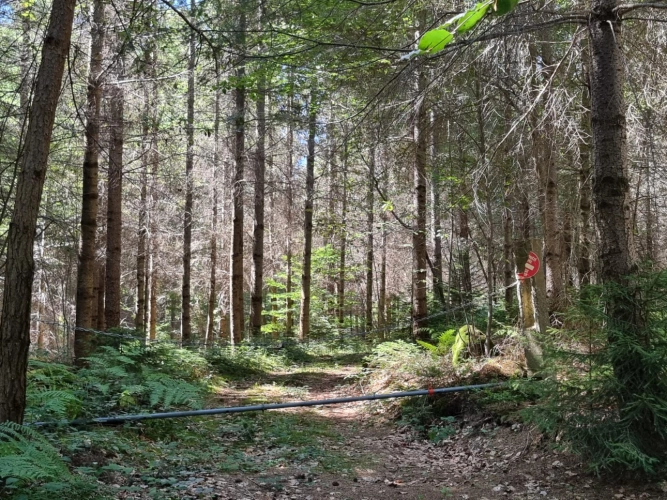 Photos 4 - Forestière - Investissez dans une grange nichée au creux d’une futaie irrégulière de résineux