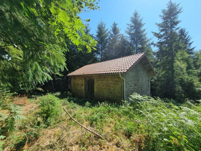 Photos 5 - Forestière - Investissez dans une grange nichée au creux d’une futaie irrégulière de résineux