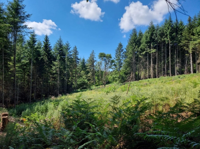 Photos 6 - Forestière - Investissez dans une grange nichée au creux d’une futaie irrégulière de résineux