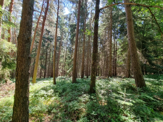 Photos 7 - Forestière - Investissez dans une grange nichée au creux d’une futaie irrégulière de résineux