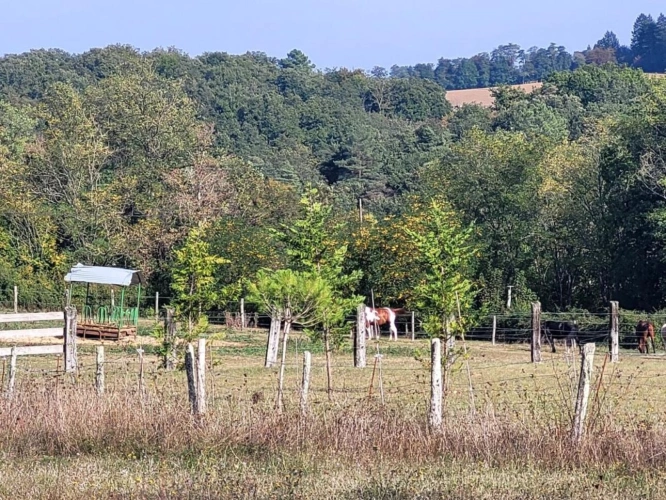 Photos 15 - Équestre - Haras / Equestre