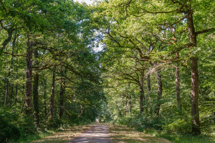 Photos 1 - Forestière - Futaie de Chêne sessile de 43 ha aux portes de Blois