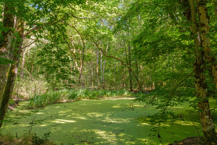 Photos 2 - Forestière - Futaie de Chêne sessile de 43 ha aux portes de Blois
