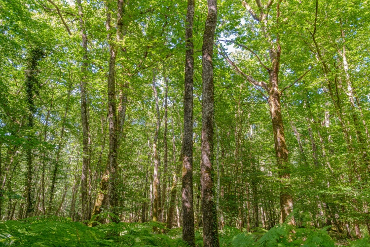 Photos 3 - Forestière - Futaie de Chêne sessile de 43 ha aux portes de Blois