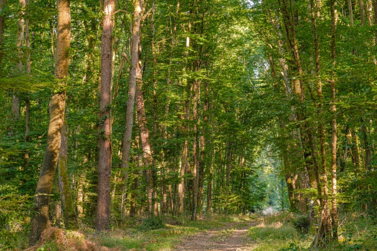 Photos 4 - Forestière - Futaie de Chêne sessile de 43 ha aux portes de Blois