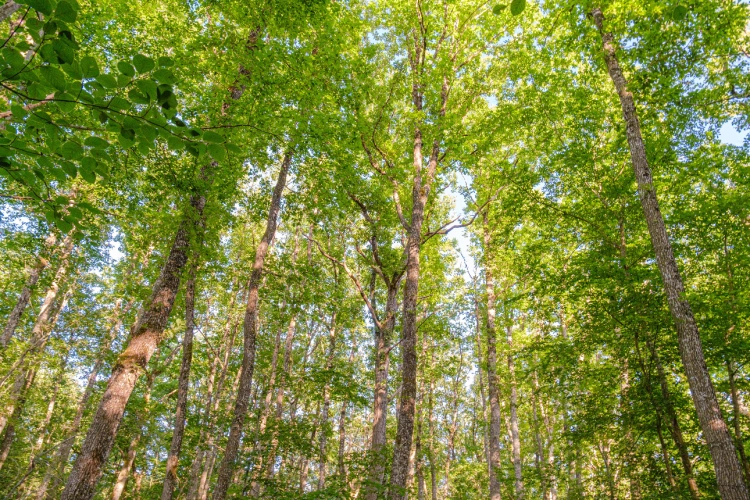 Photos 5 - Forestière - Futaie de Chêne sessile de 43 ha aux portes de Blois