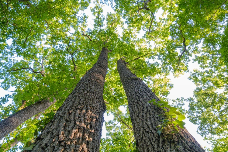 Photos 6 - Forestière - Futaie de Chêne sessile de 43 ha aux portes de Blois