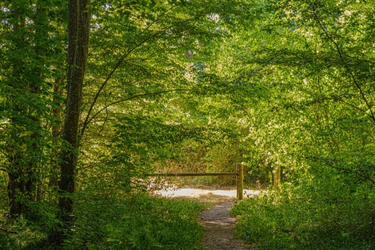 Photos 7 - Forestière - Futaie de Chêne sessile de 43 ha aux portes de Blois