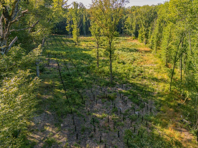 Photos 8 - Forestière - Futaie de Chêne sessile de 43 ha aux portes de Blois