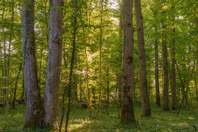 Photos 10 - Forestière - Futaie de Chêne sessile de 43 ha aux portes de Blois