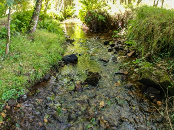 Photos 20 - Prestige - Propriété d’Exception au Cœur de la Montagne Noire — Un Écrin de Nature entre Carcassonne et Mazamet