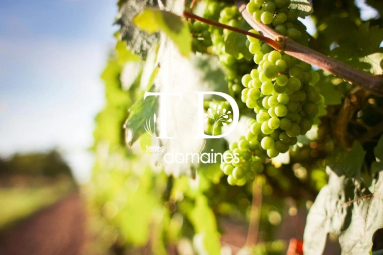Photos 1 - Viticole - AOC Sancerre (Blanc)