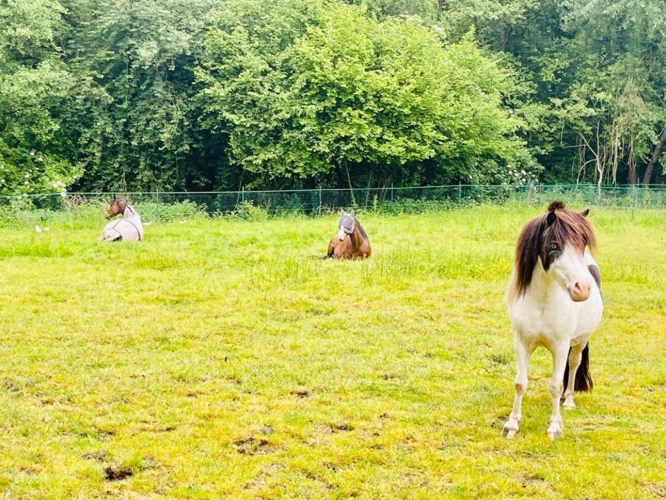 Photos 5 - Equestrian - Corps de ferme