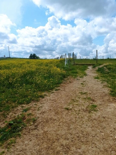 Photos 3 - Équestre - Propriété équestre 200m2, 1,2 ha  45 minutes Fontainebleau
