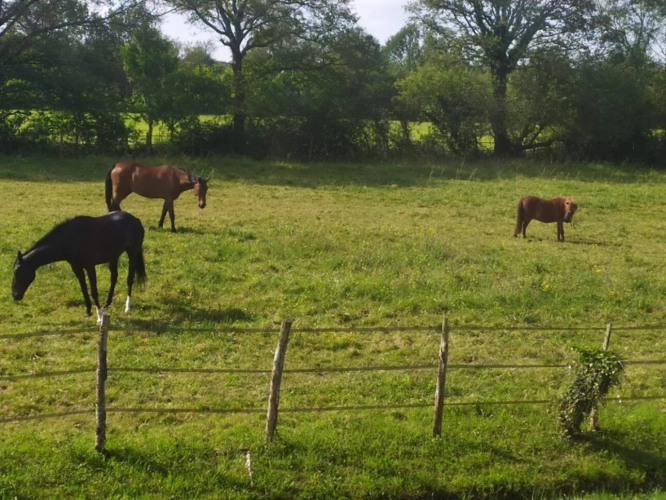 Photos 7 - Équestre - Propriété équestre de 2,6 hectares, maison 187 m2 et dépendances