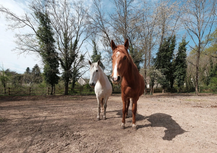 Photos 7 - Équestre - Maison  Lumineuse de 186 m2 avec grand terrain