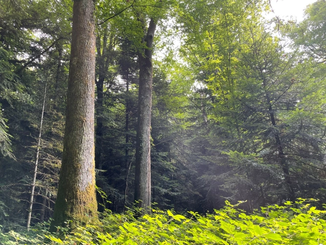 Photos 1 - Forestière - Forêt mixte de 43 ha en Puisaye