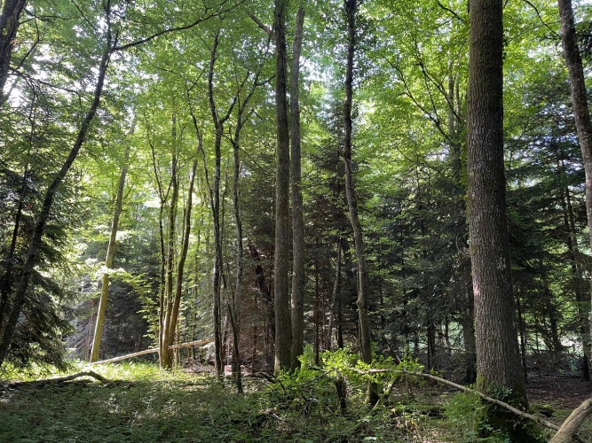 Photos 2 - Forestière - Forêt mixte de 43 ha en Puisaye