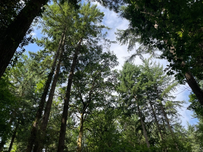 Photos 3 - Forestière - Forêt mixte de 43 ha en Puisaye