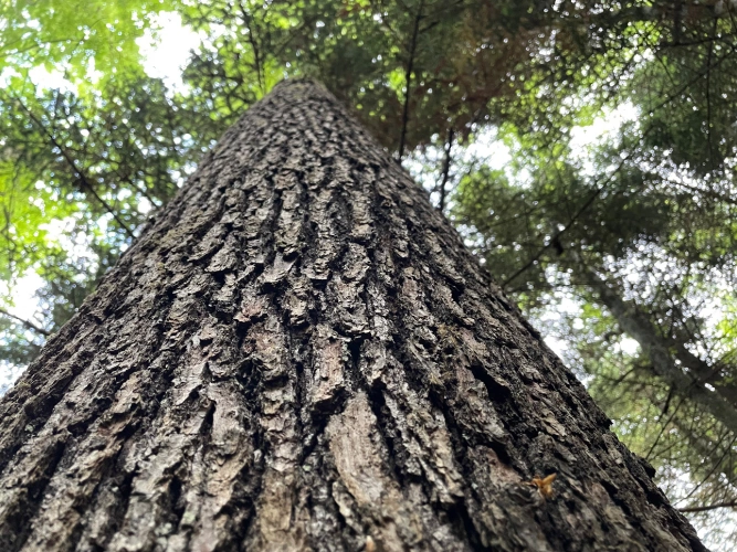 Photos 4 - Forestière - Forêt mixte de 43 ha en Puisaye