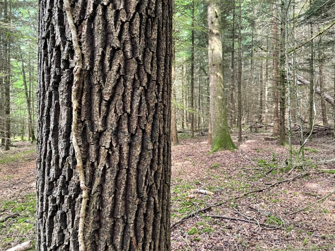 Photos 5 - Forestière - Forêt mixte de 43 ha en Puisaye