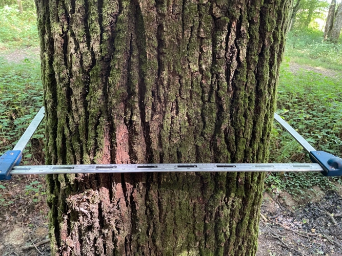 Photos 6 - Forestière - Forêt mixte de 43 ha en Puisaye