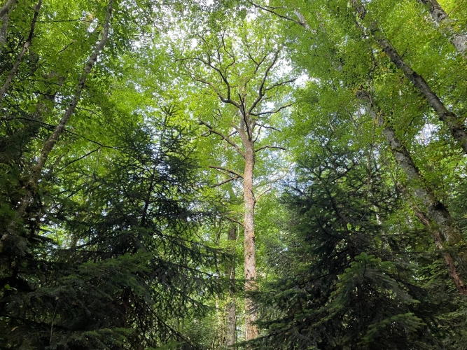 Photos 7 - Forestière - Forêt mixte de 43 ha en Puisaye