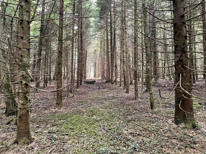 Photos 8 - Forestière - Forêt mixte de 43 ha en Puisaye