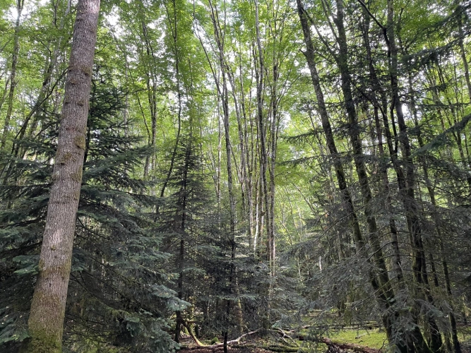 Photos 9 - Forestière - Forêt mixte de 43 ha en Puisaye
