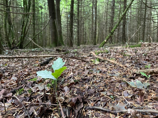 Photos 10 - Forestière - Forêt mixte de 43 ha en Puisaye