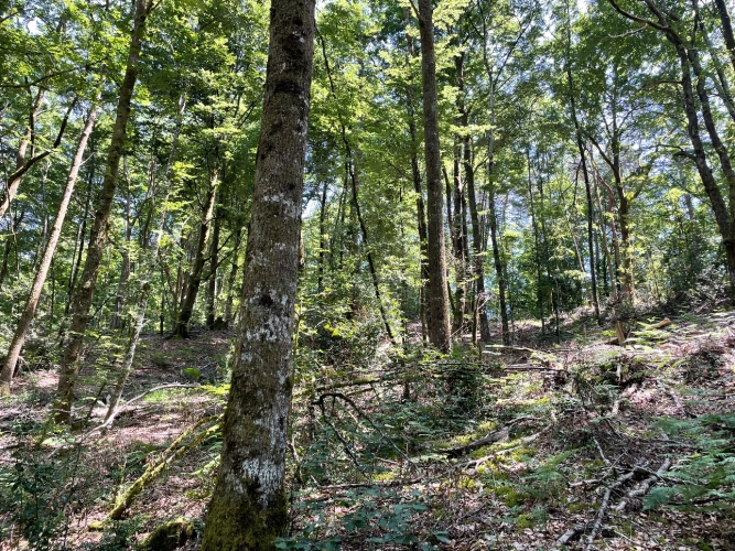 Photos 2 - Forestière - Propriété forestière multifonctionnelle proche du lac du Tolerme
