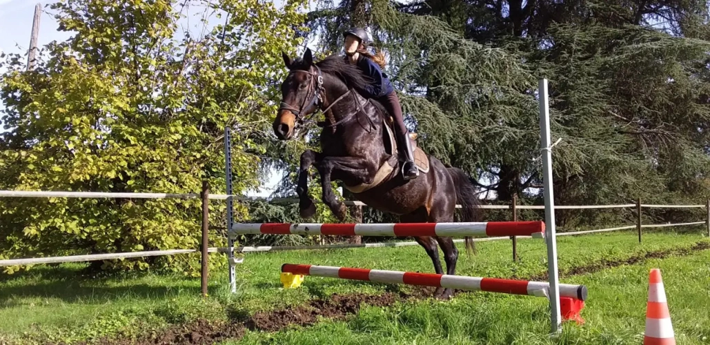 Photos 5 - Équestre - Propriété Equestre - Maison de Maître - arcs de 3 hectares