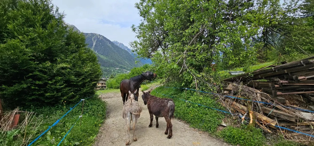 Photos 3 - Équestre - Futur gîte rural ou équestre à Chamonix-Mont-Blanc