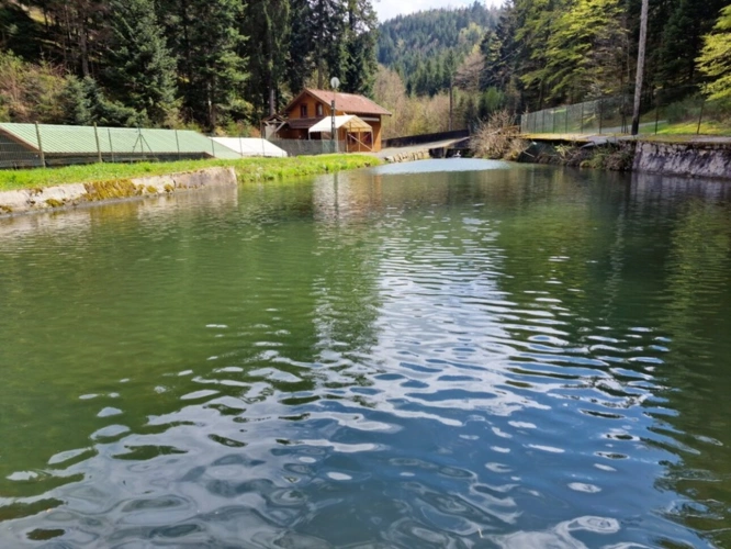 Photos 1 - Prestige - Dpt Bas-Rhin (67), à vendre proche de SAALES propriete P5 avec CHALET T5 + SALLE des FETES + ETANG / terrain de 1 ha où 10000 m2 environ