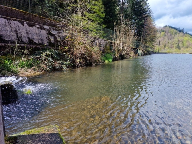Photos 16 - Prestige - Dpt Bas-Rhin (67), à vendre proche de SAALES propriete P5 avec CHALET T5 + SALLE des FETES + ETANG / terrain de 1 ha où 10000 m2 environ