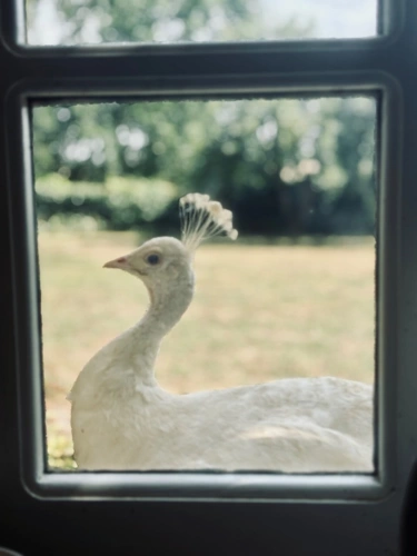 Photos 3 - Touristique - À VENDRE MAYENNE – Manoir d’exception du XIIIe siècle sur 3 hectares – Gîte ou demeure familiale de charme
