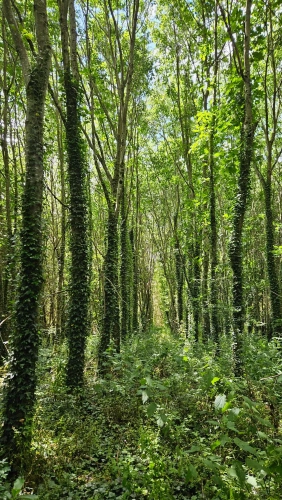 Photos 7 - Forestière - Propriété d’un seul tenant d’environ 11.42 hectares constituée d’un ensemble bâti et de plantations