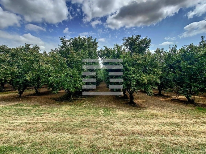 Photos 2 - Agricole - Propriété arboricole