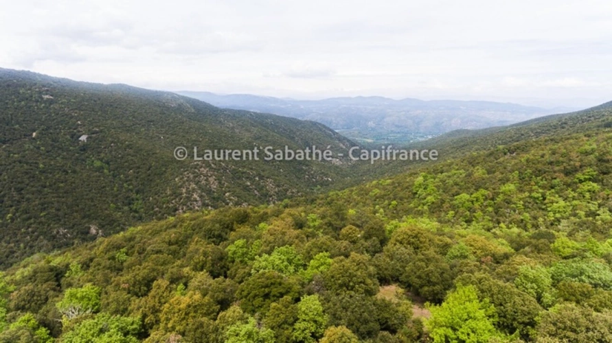 Photos 2 - Forestière - Dpt Pyrénées Orientales (66), à vendre GLORIANES - Terrain 240 hectares