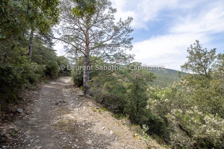 Photos 3 - Forestière - Dpt Pyrénées Orientales (66), à vendre GLORIANES - Terrain 240 hectares