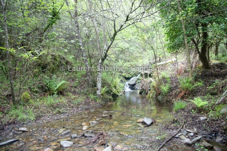 Photos 6 - Forestière - Dpt Pyrénées Orientales (66), à vendre GLORIANES - Terrain 240 hectares