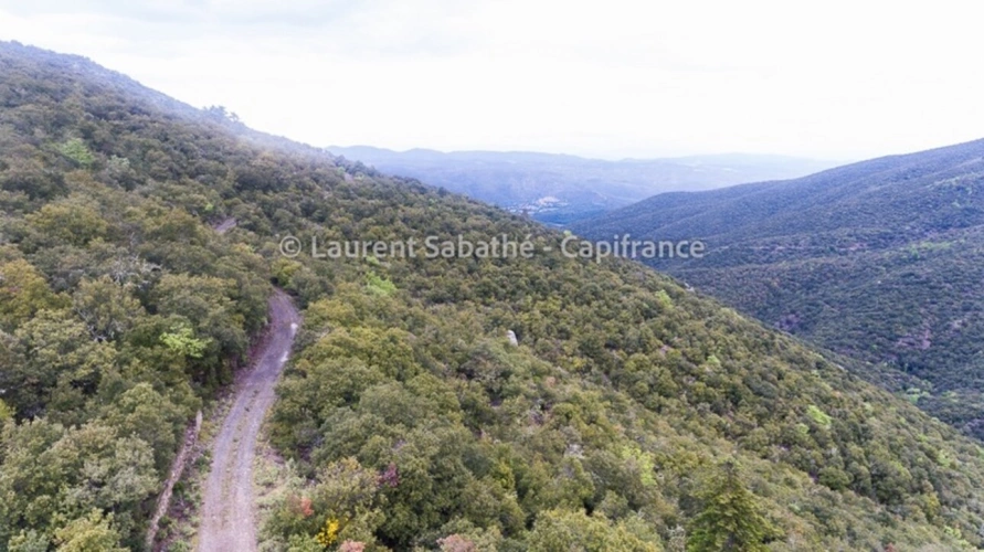 Photos 8 - Forestière - Dpt Pyrénées Orientales (66), à vendre GLORIANES - Terrain 240 hectares