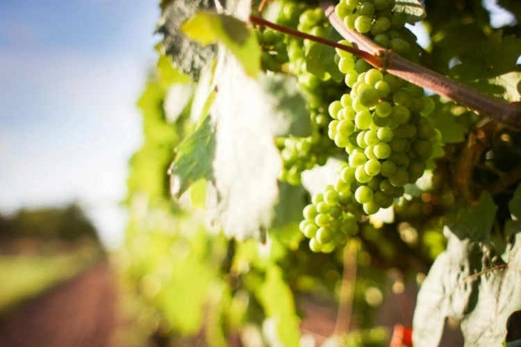Photos 1 - Viticole - AOC Sancerre (Blanc)