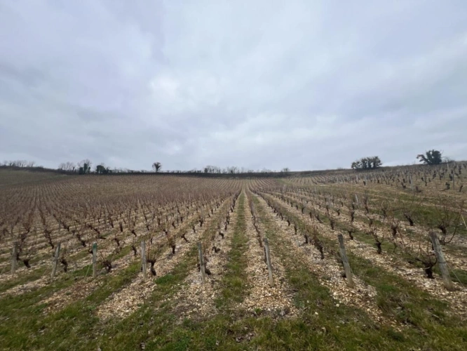 Photos 2 - Viticole - AOC Sancerre (Blanc)