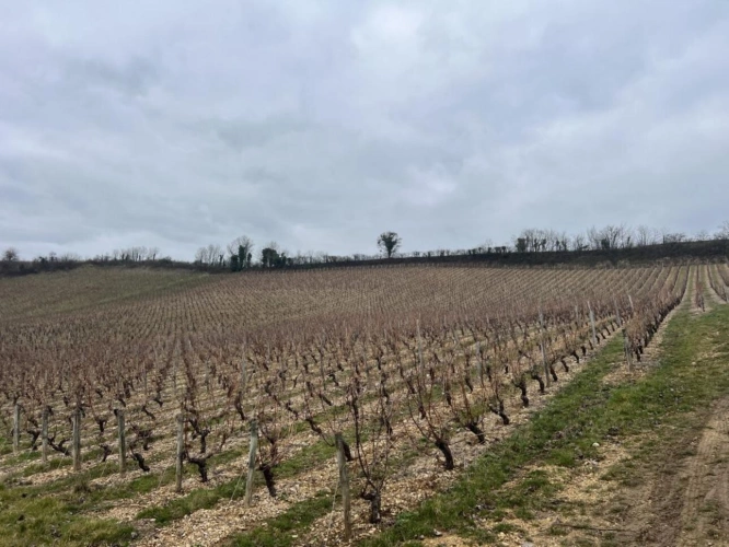 Photos 3 - Viticole - AOC Sancerre (Blanc)