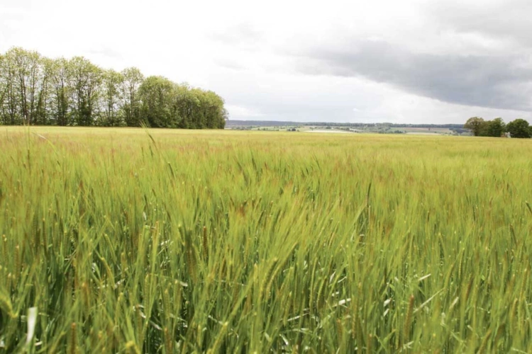 Photos 1 - Agricole - 64 hectares à la vente et 25 hectares à la location